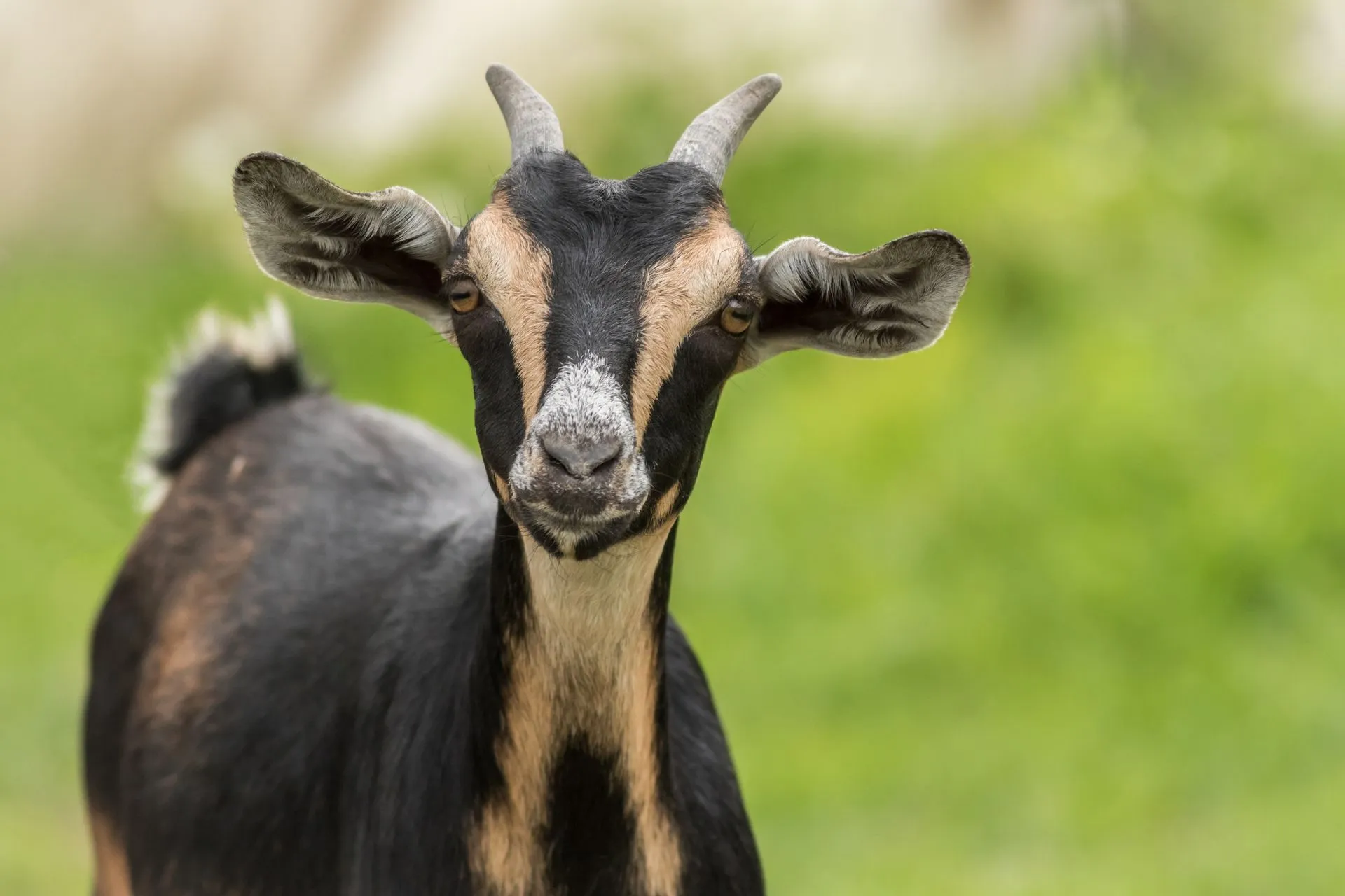 Black goat with brown patterns