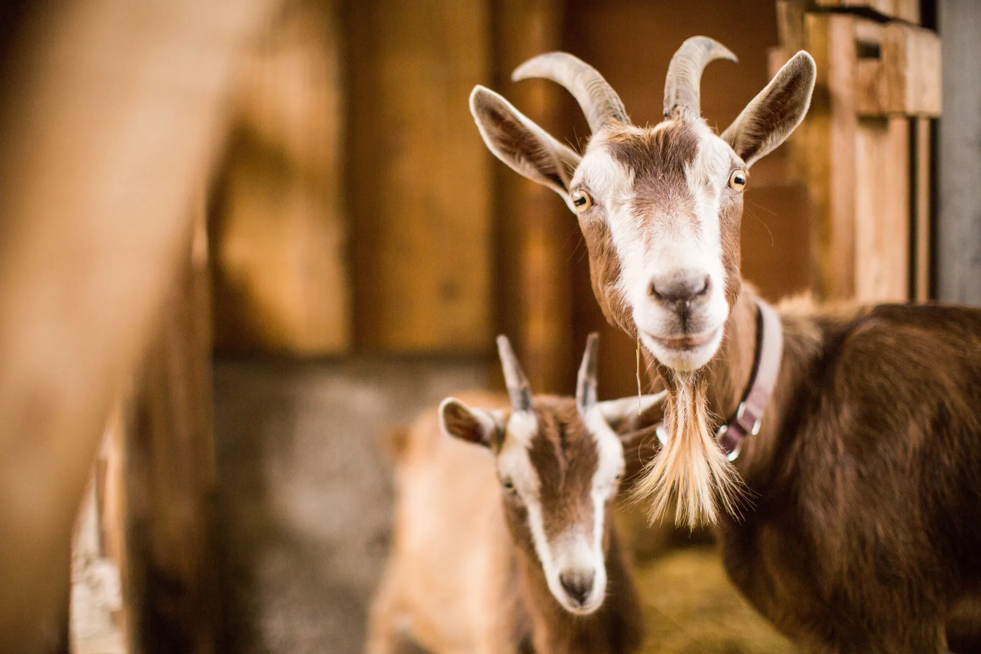 Mother and baby goats inside the barn