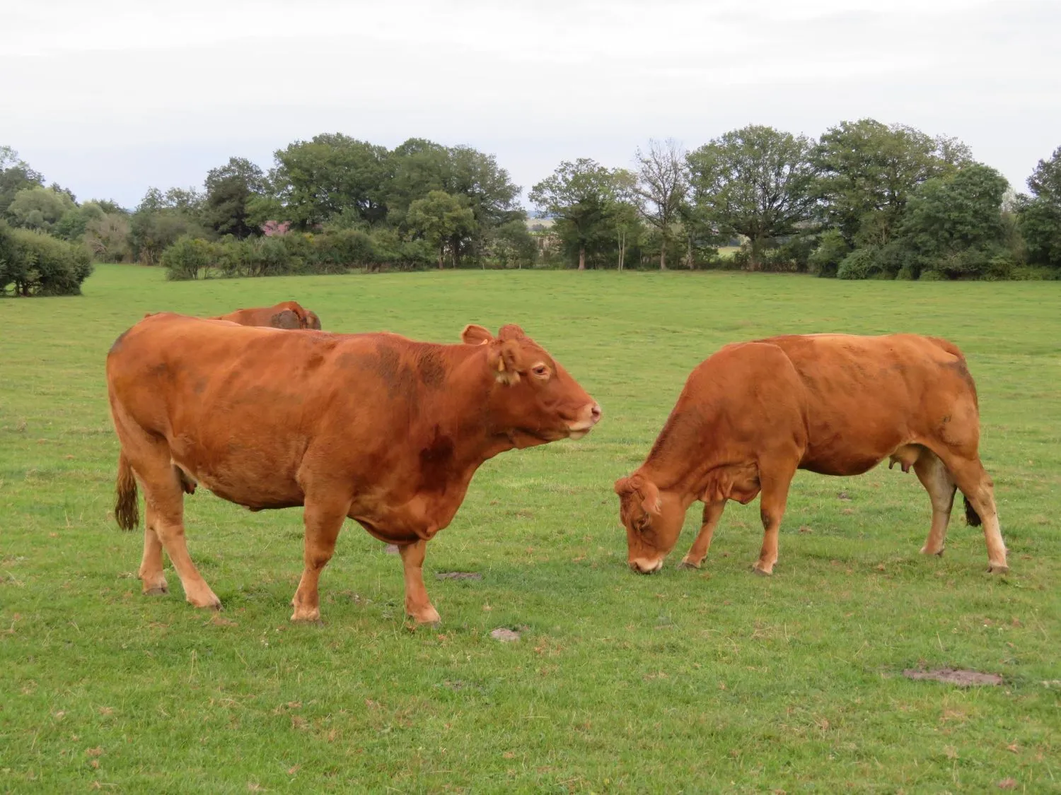 Cattle on the Rocky Hill Meats farm