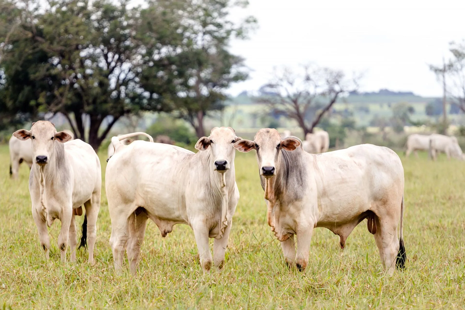 Cattle grazing on the family farm