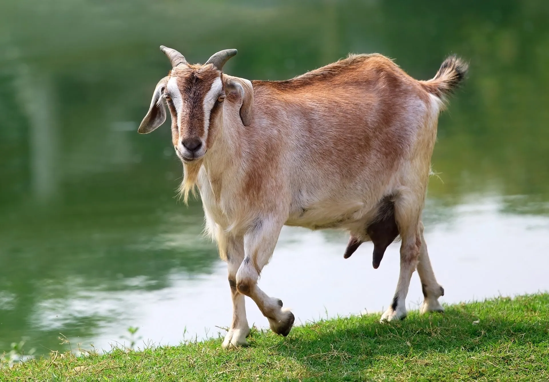 Goat beside a lake outdoors