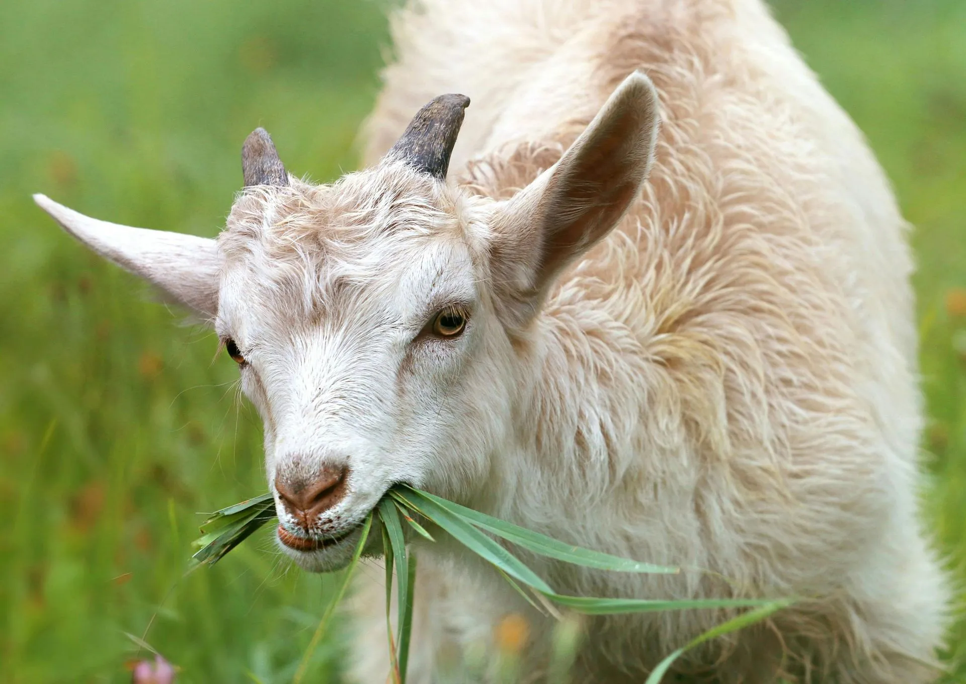 Young goat on the farm