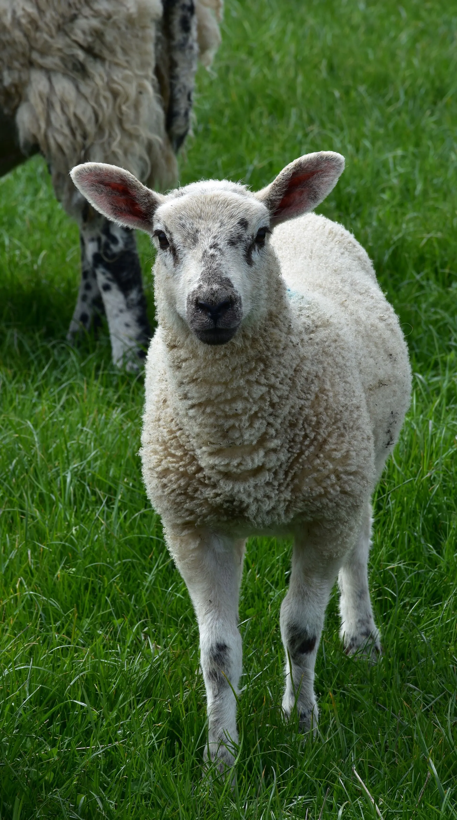 Young lamb grazing in a grass field