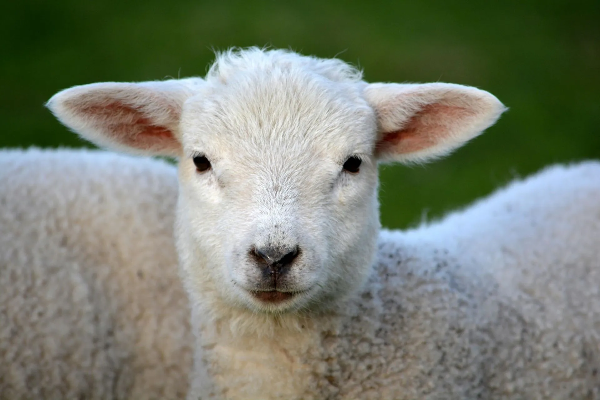 Lamb Front Meat and Bone Price