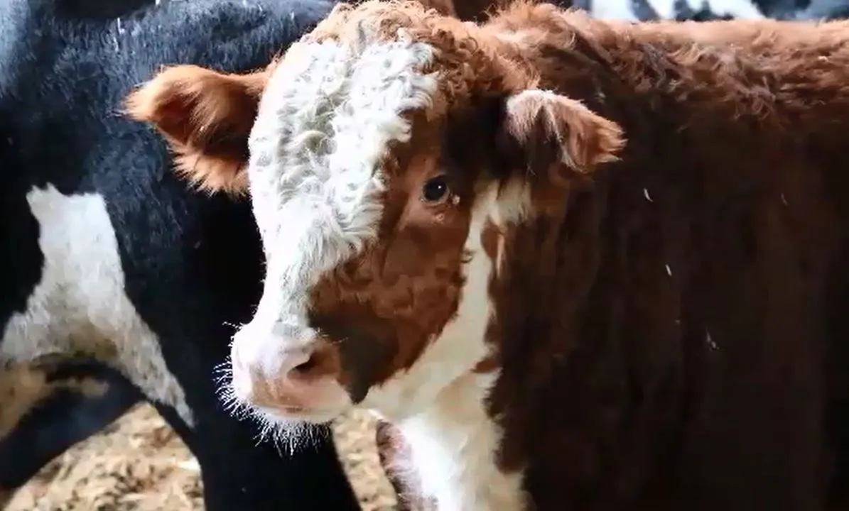 Ground Beef Price
