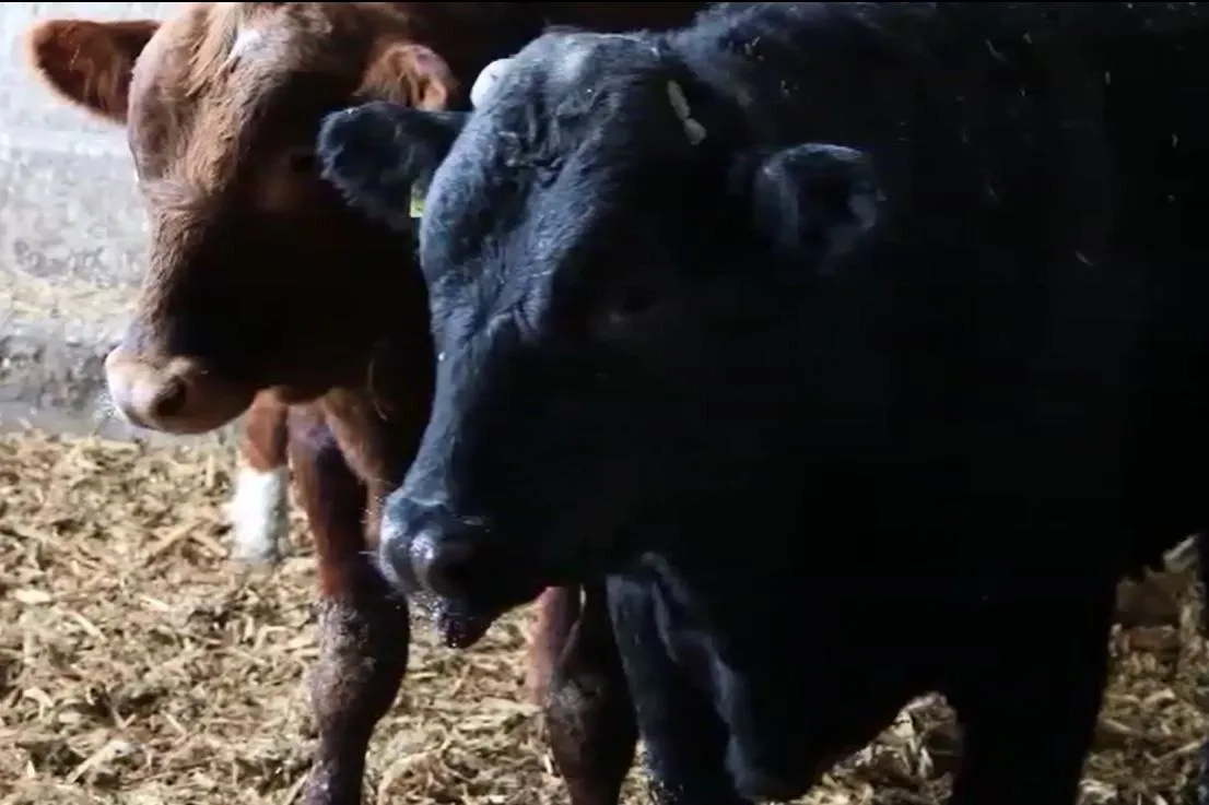 Beef Price