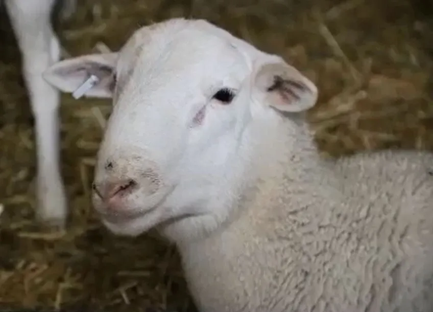 Lamb Head Price