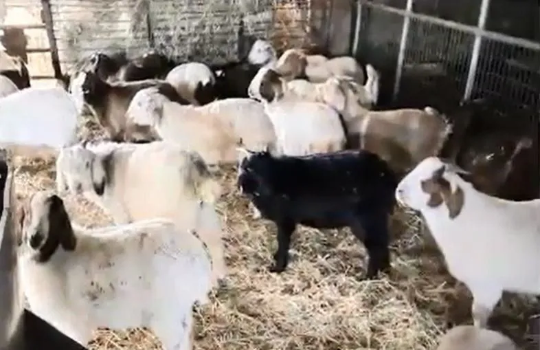 Rocky Hill Meats goat