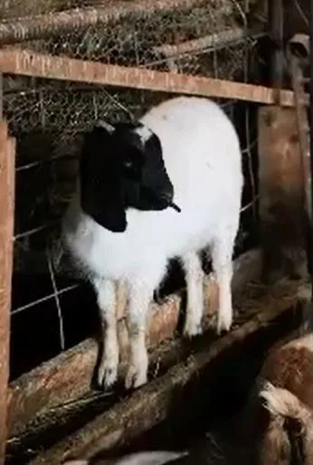 Goat Meat Price