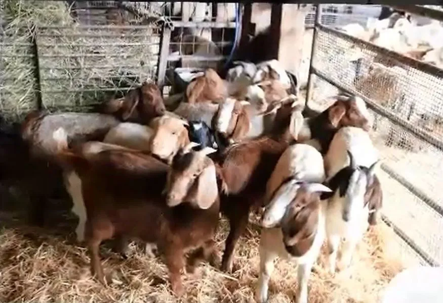 Goat Chops Price