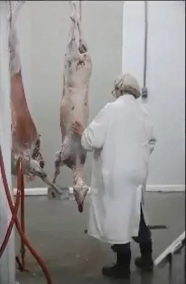 Slaughter Near Me