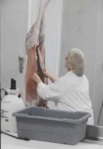 Slaughter Shop Near Me